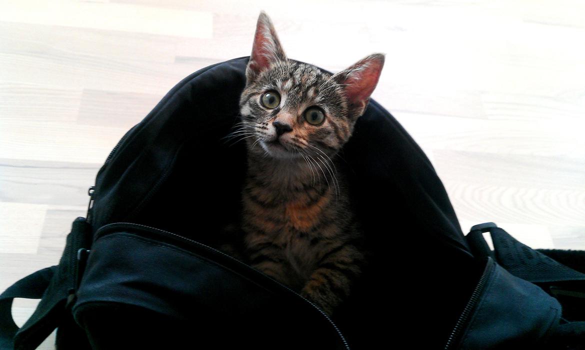Huskat Bella - Ih der er vel nok hyggeligt her i din taske :o)  billede 10