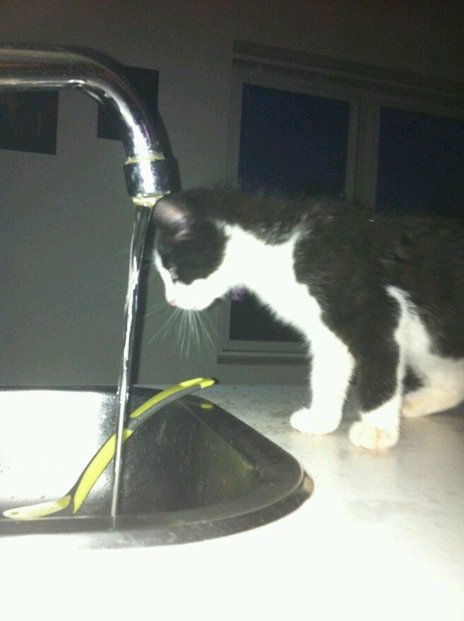 Huskat Fie - <3 billede 2