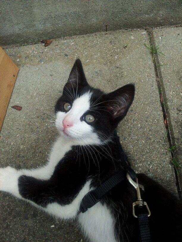 Huskat Fie - Fie'pigen <3 billede 3