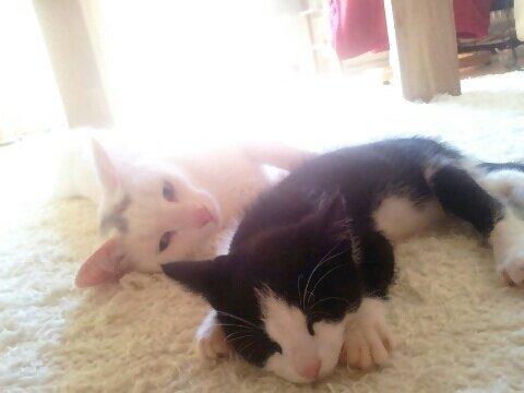 Huskat Fie - Dag 1 ligger de allerede og putter :) billede 4