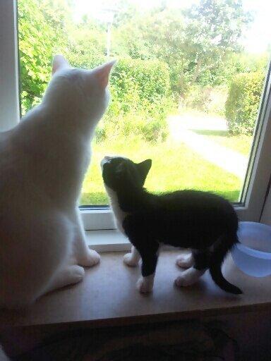 Huskat Fie - Der blir set lidt op til Noob :) billede 5