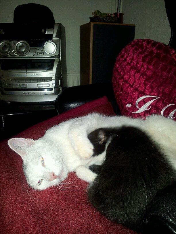 Huskat Fie billede 6