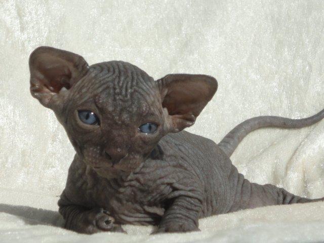 Sphynx Siff billede 7