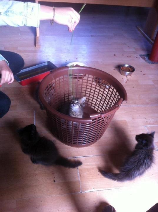 Blanding af racer Ziggi billede 1