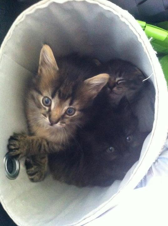 Blanding af racer Ziggi billede 2