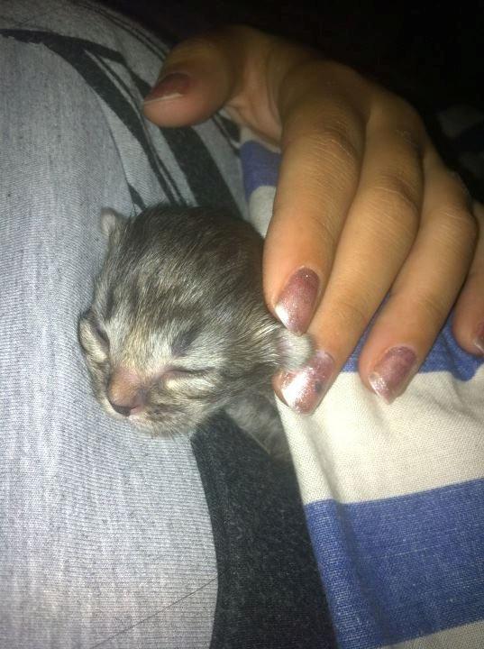 Blanding af racer Ziggi billede 3