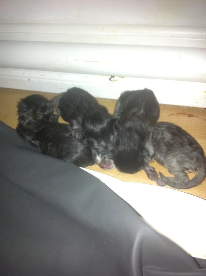 Blanding af racer Ziggi billede 4