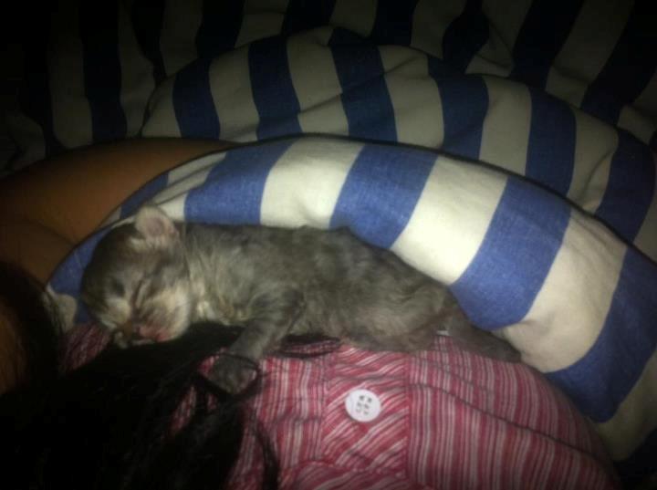 Blanding af racer Ziggi billede 5