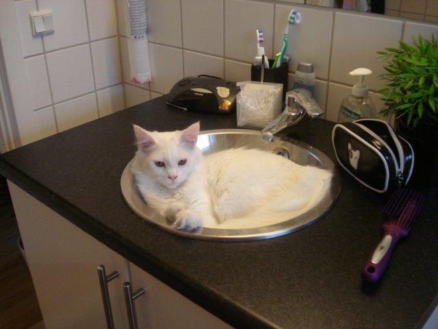 Maine Coon Sazi billede 9