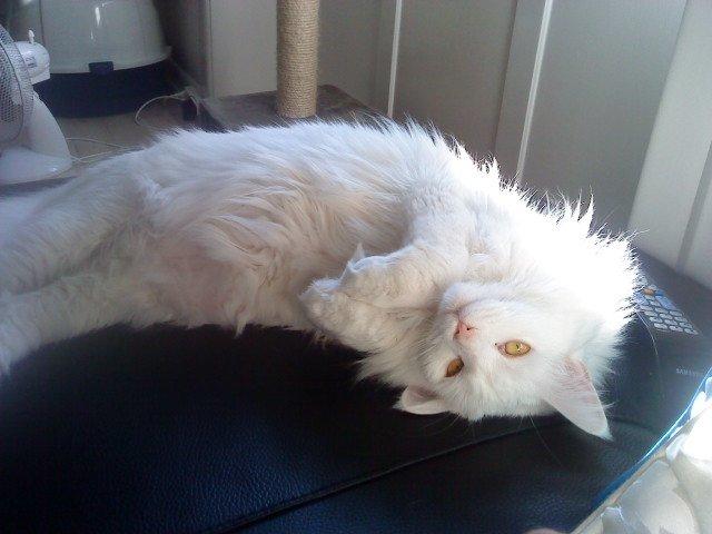 Maine Coon Sazi billede 10