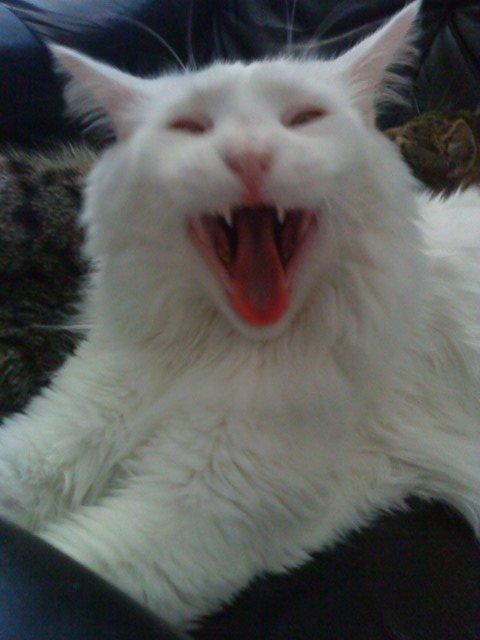 Maine Coon Sazi billede 11