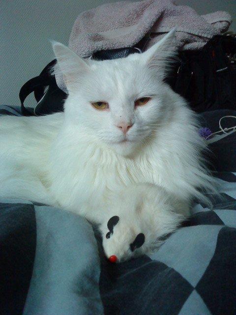 Maine Coon Sazi billede 12