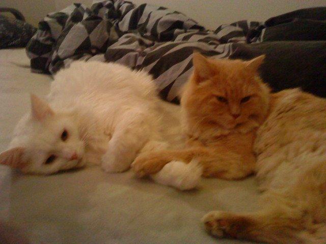 Maine Coon Sazi billede 13