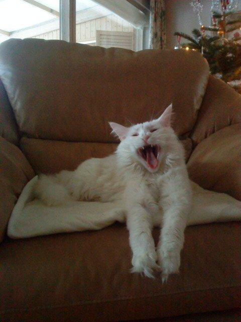 Maine Coon Sazi billede 14