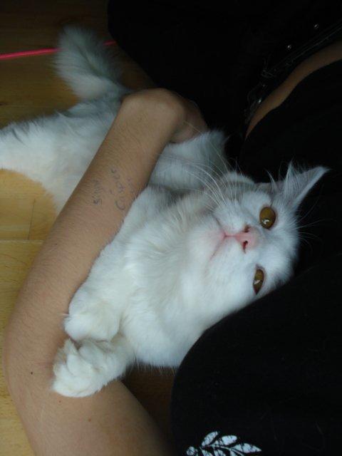 Maine Coon Sazi billede 15