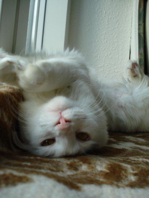 Maine Coon Sazi billede 16