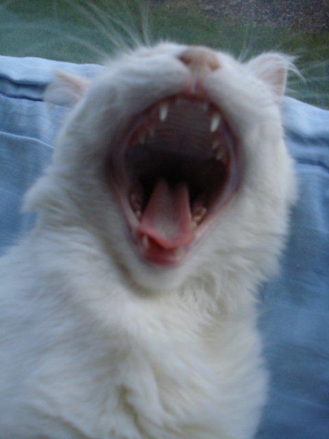 Maine Coon Sazi billede 17