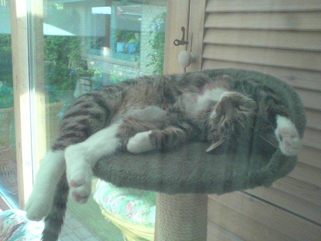 Huskat Zera - Har aldrig set en kat sove på denne måde før :p billede 7