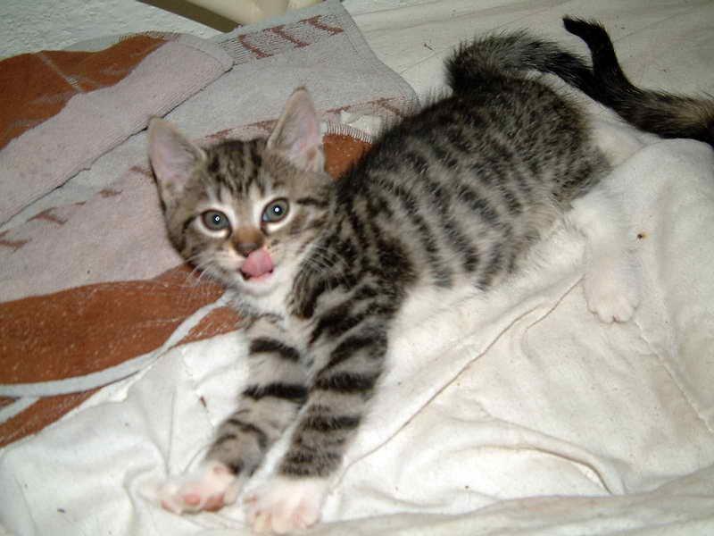 Huskat Zera billede 10