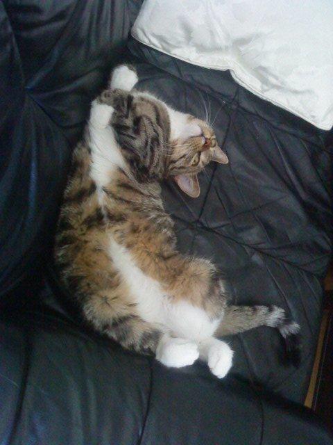 Huskat Zera billede 8