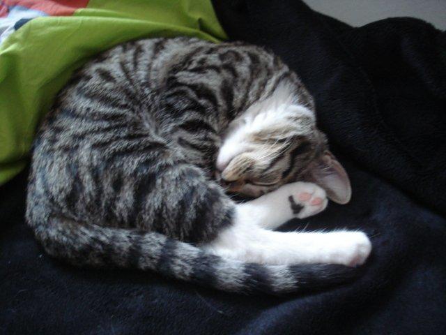 Huskat Zera billede 6