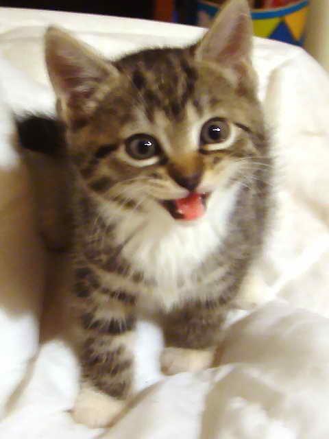 Huskat Zera - Zera som killing. Kunne ikke stå for det her udtryk, så hun kom hjem til mig og bo! :D  billede 11