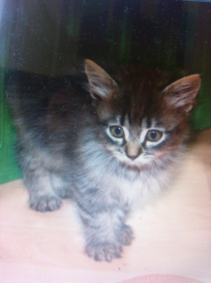 Blanding af racer Ziggi billede 6