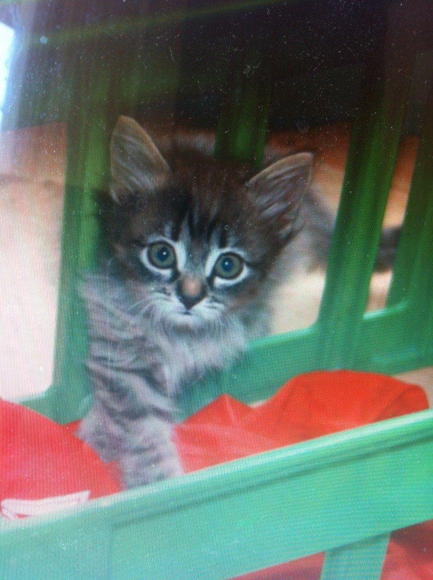 Blanding af racer Ziggi billede 7