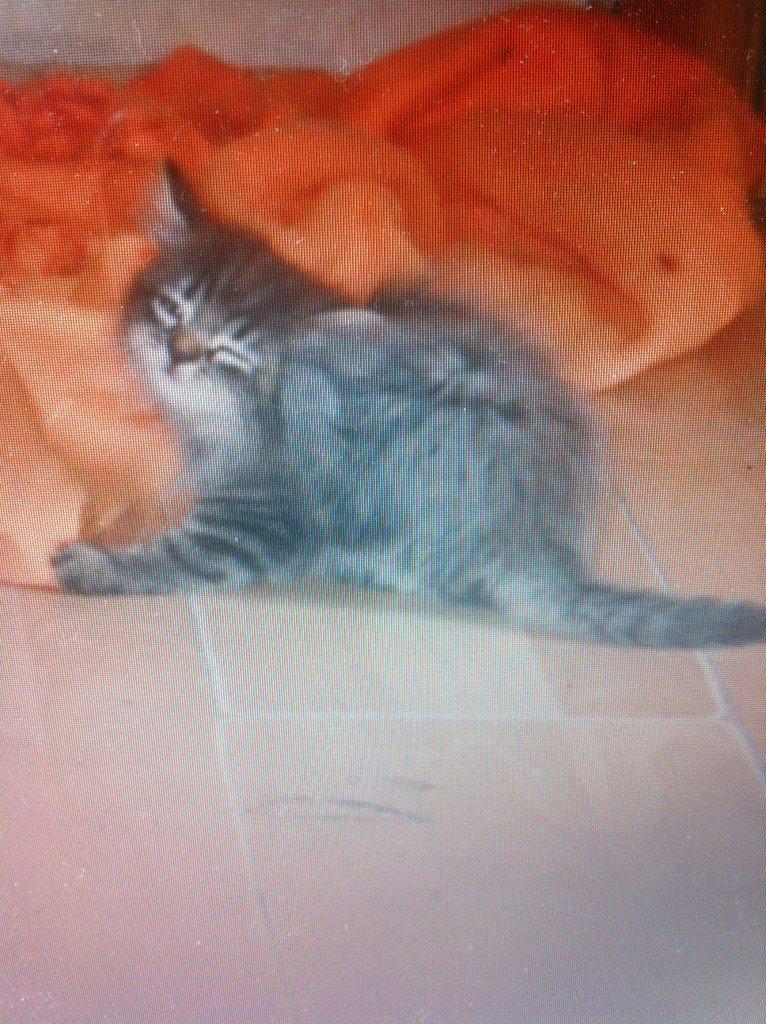 Blanding af racer Ziggi billede 8