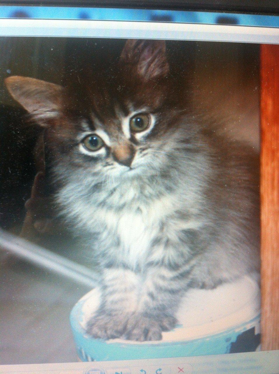 Blanding af racer Ziggi billede 9