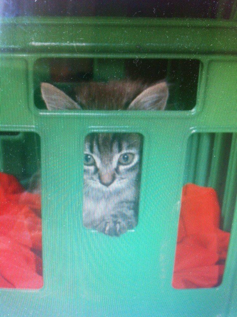 Blanding af racer Ziggi billede 10