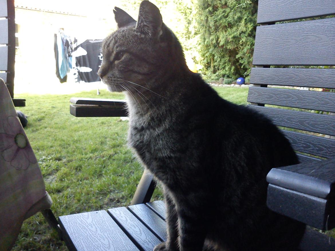 Huskat Mizz-alien (Himmelkat) billede 11