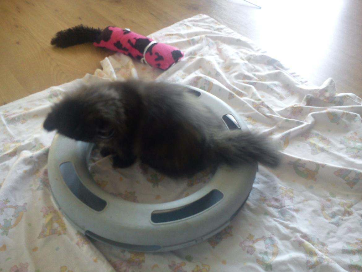 Perser Mejlvang's Gabriell billede 7