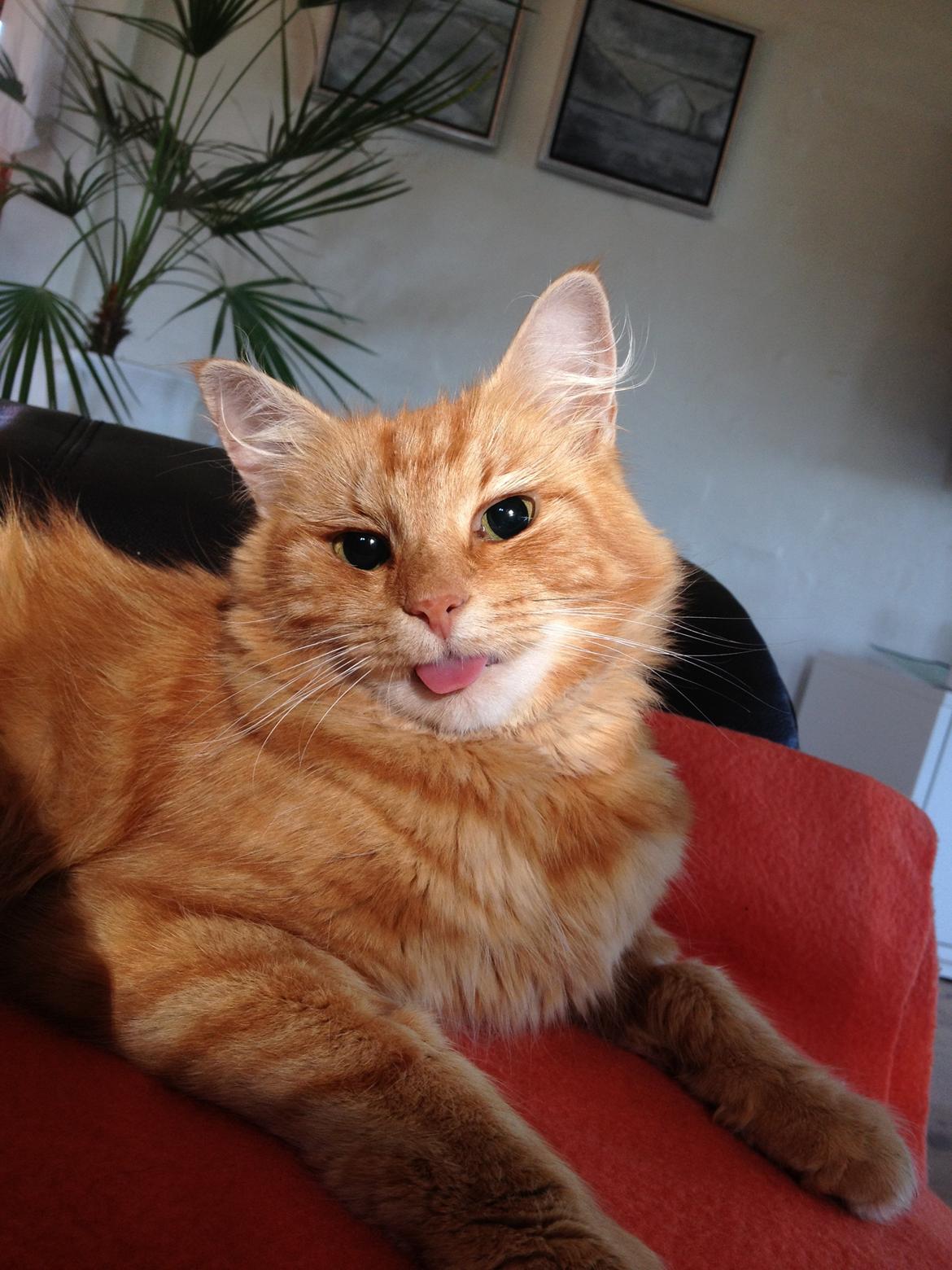 Blanding af racer Kitty <3 billede 3