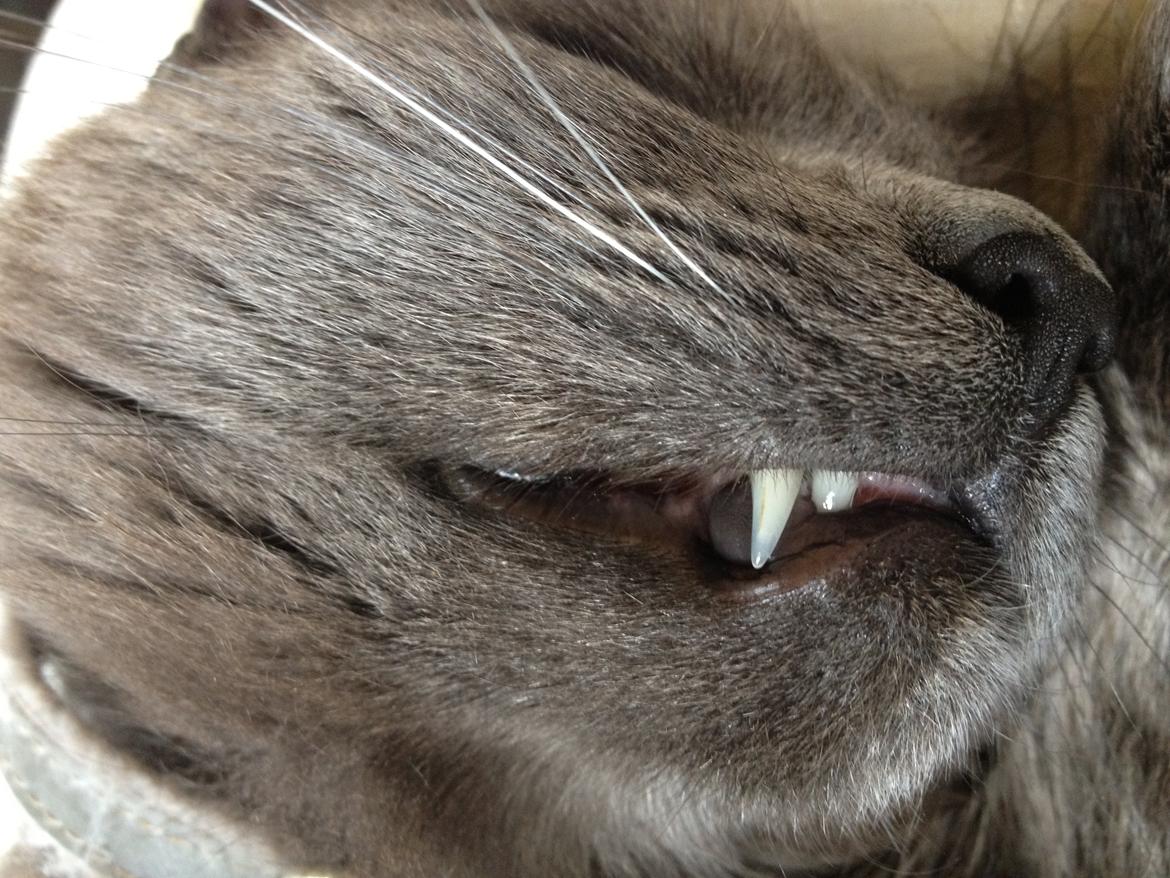 Huskat Guffi billede 12