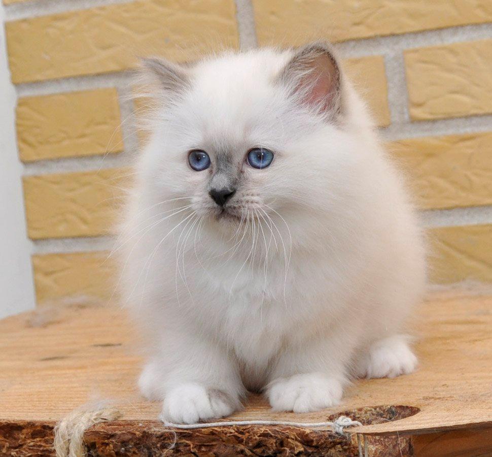 Hellig Birma Licarini´s Duchess billede 1