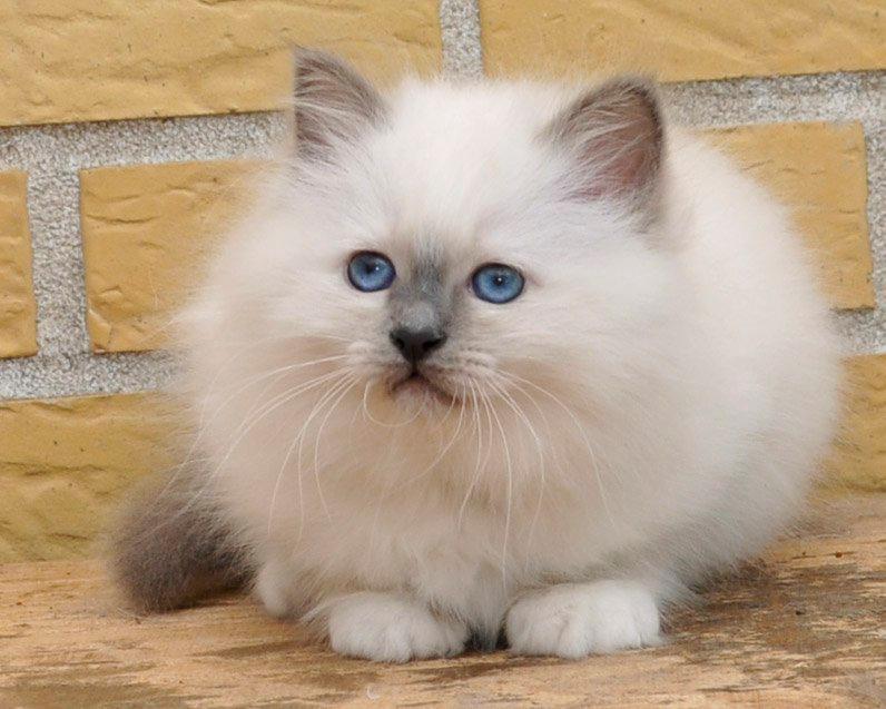 Hellig Birma Licarini´s Duchess billede 2