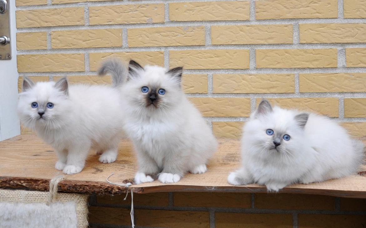 Hellig Birma Licarini´s Duchess billede 3