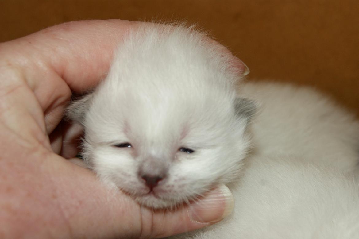 Hellig Birma Licarini´s Duchess billede 4