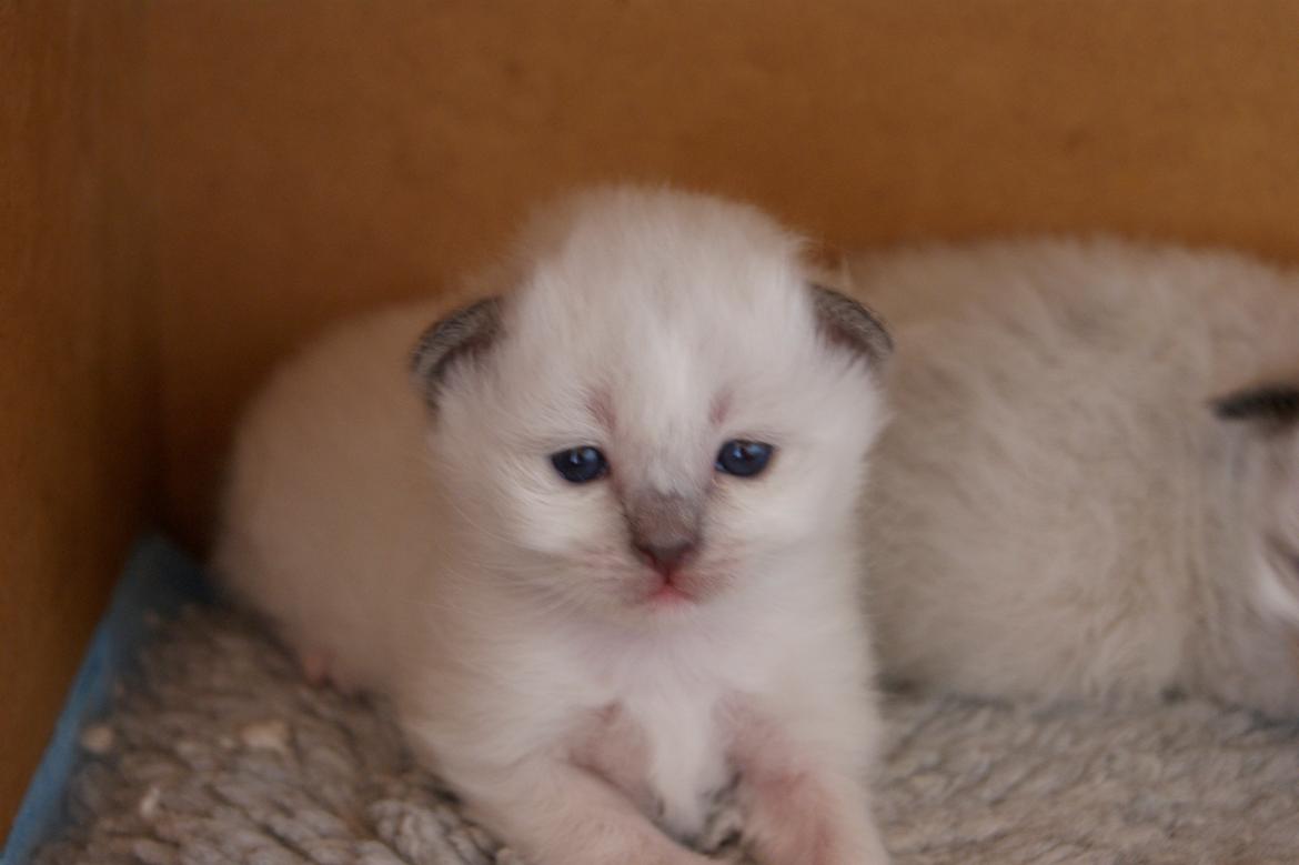 Hellig Birma Licarini´s Duchess billede 5