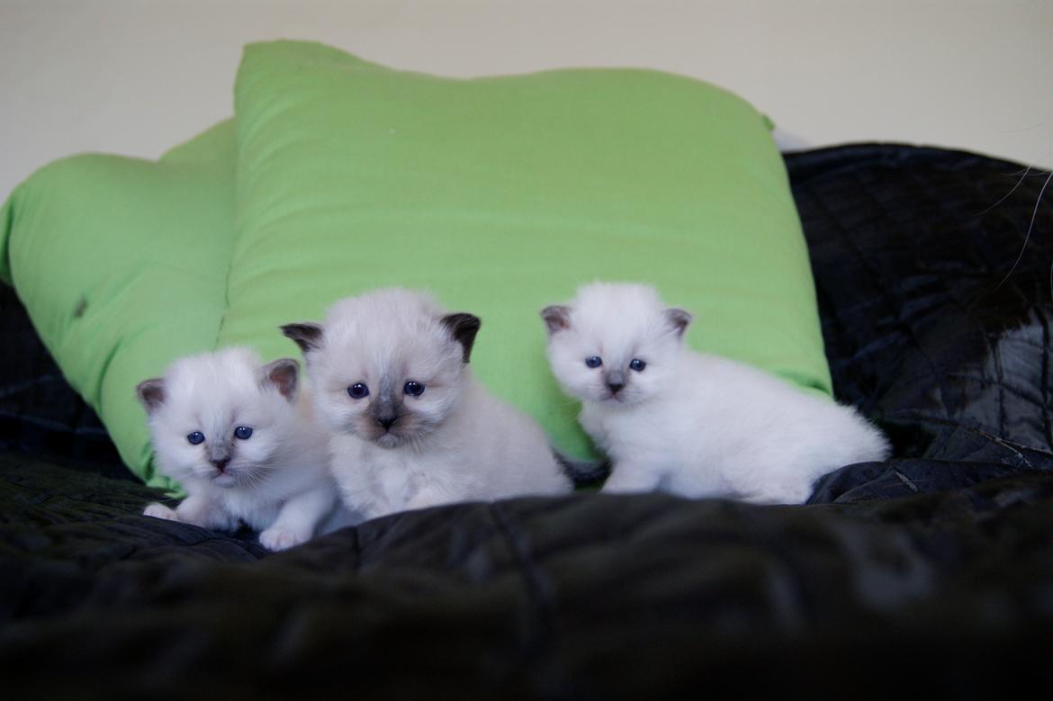 Hellig Birma Licarini´s Duchess billede 6