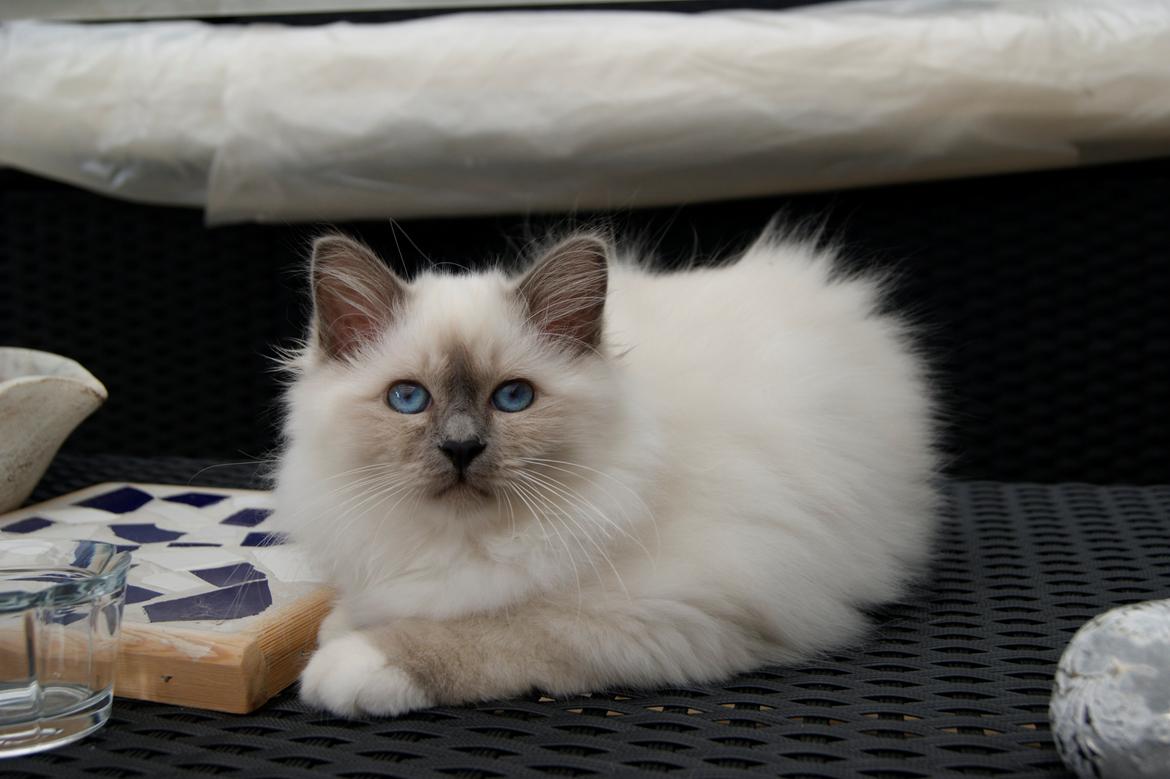 Hellig Birma Licarini´s Duchess billede 7