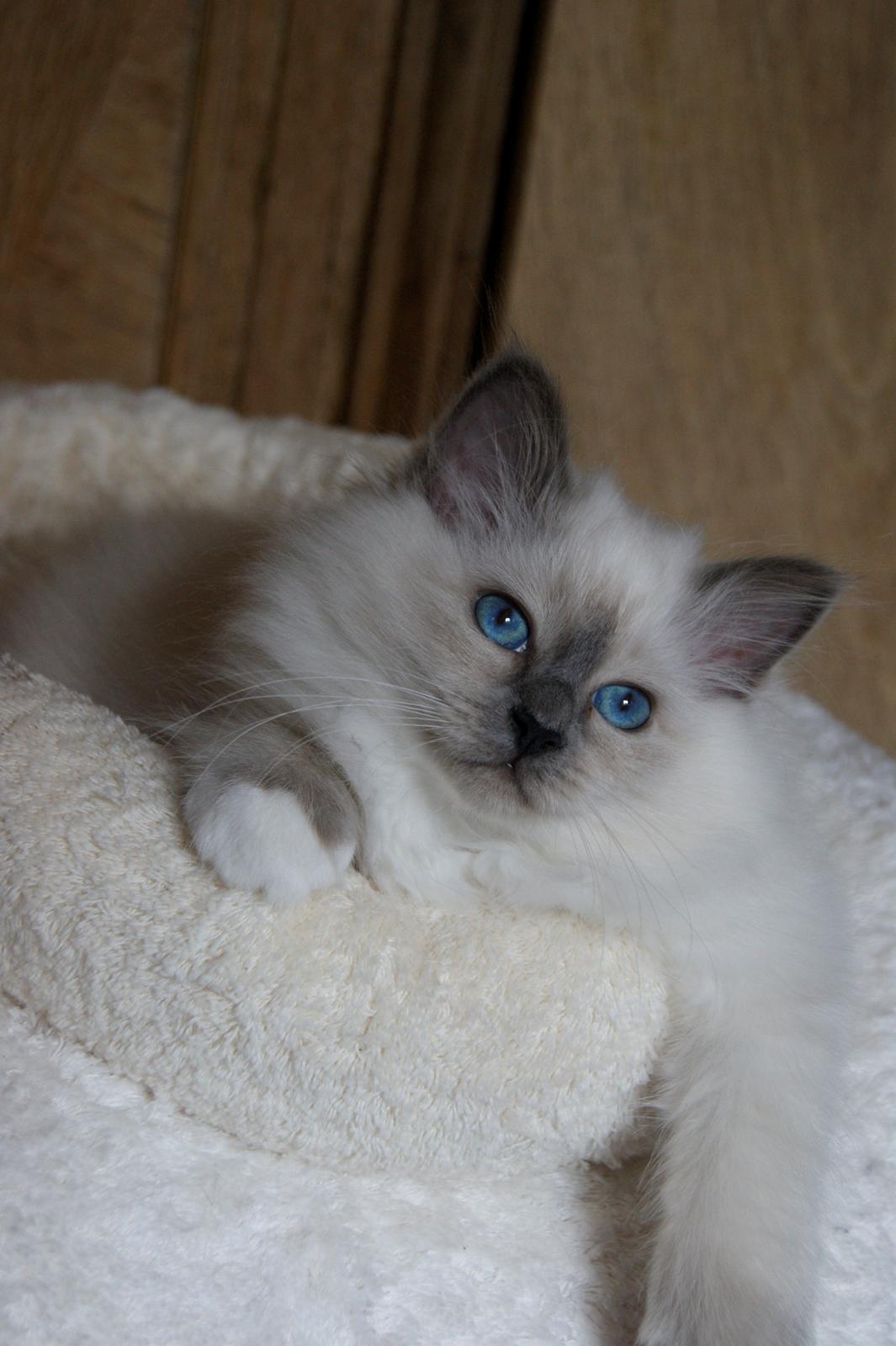 Hellig Birma Licarini´s Duchess billede 8