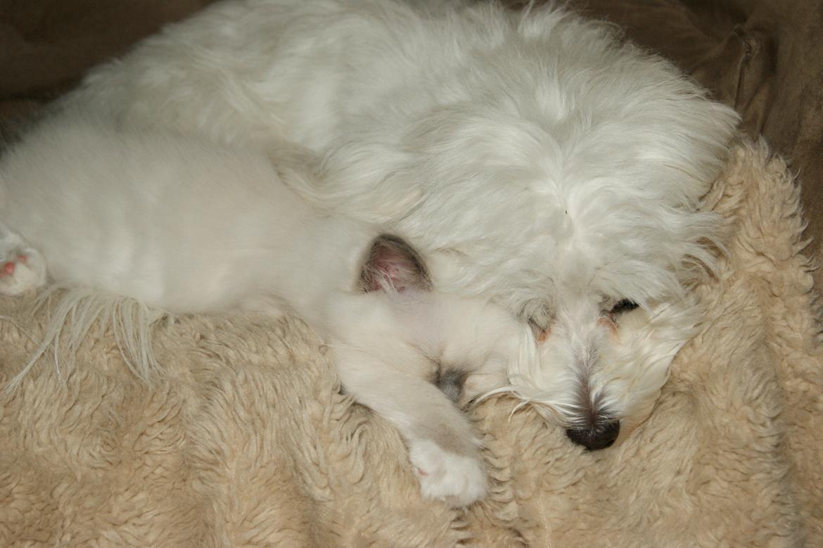 Hellig Birma Licarini´s Duchess billede 9