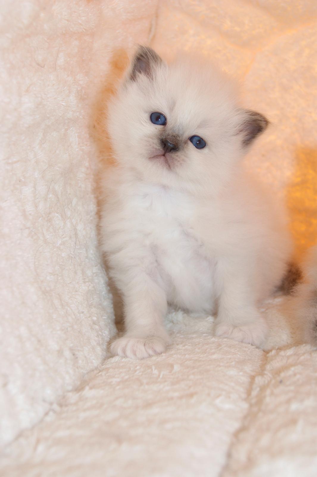 Hellig Birma Licarini´s Duchess billede 10