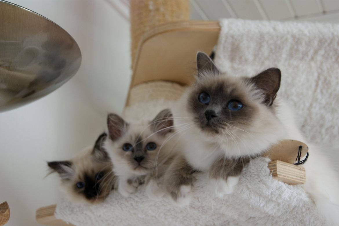 Hellig Birma Licarini´s Duchess billede 11