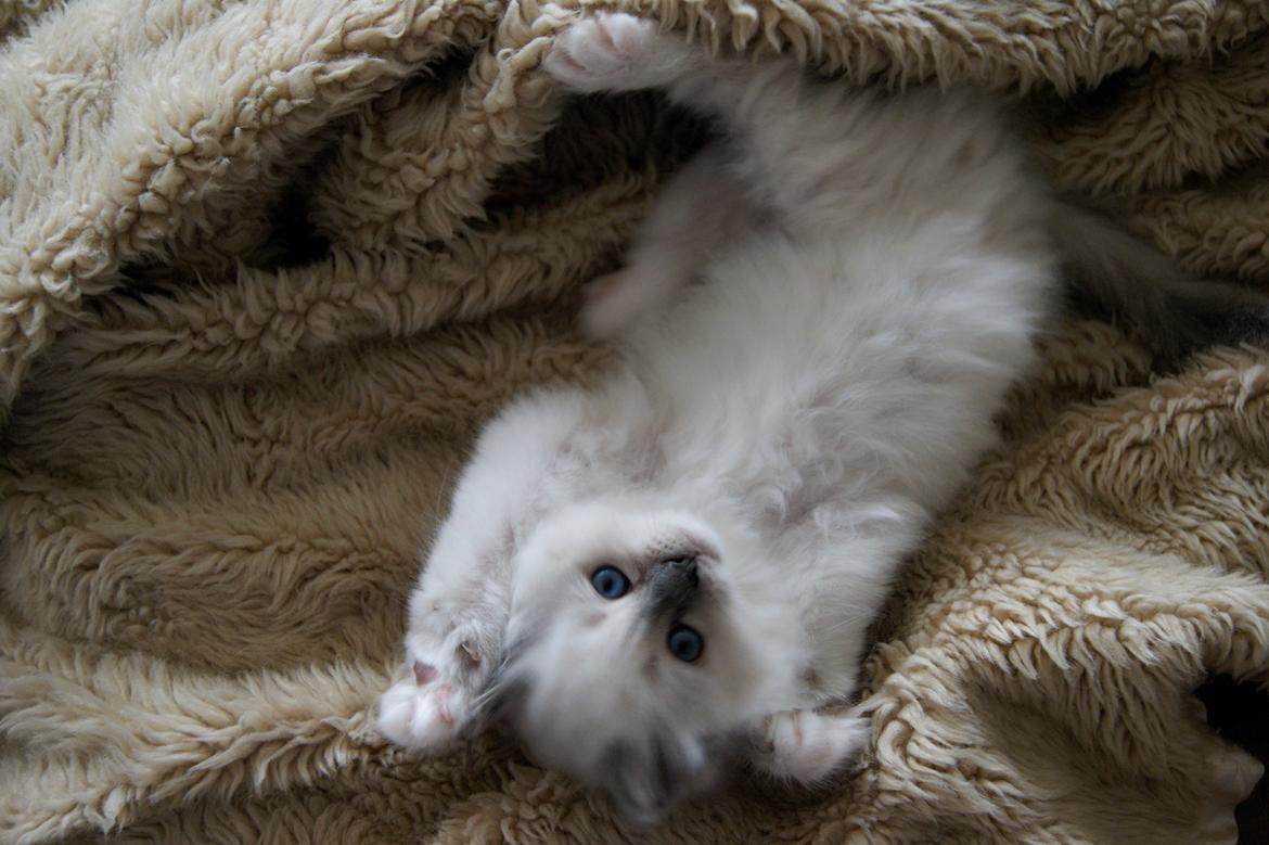 Hellig Birma Licarini´s Duchess billede 12