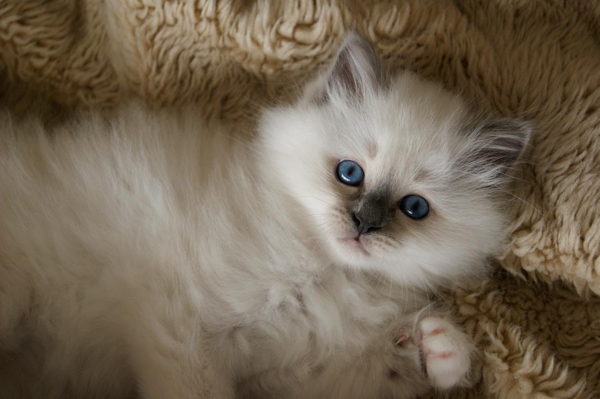 Hellig Birma Licarini´s Duchess billede 13