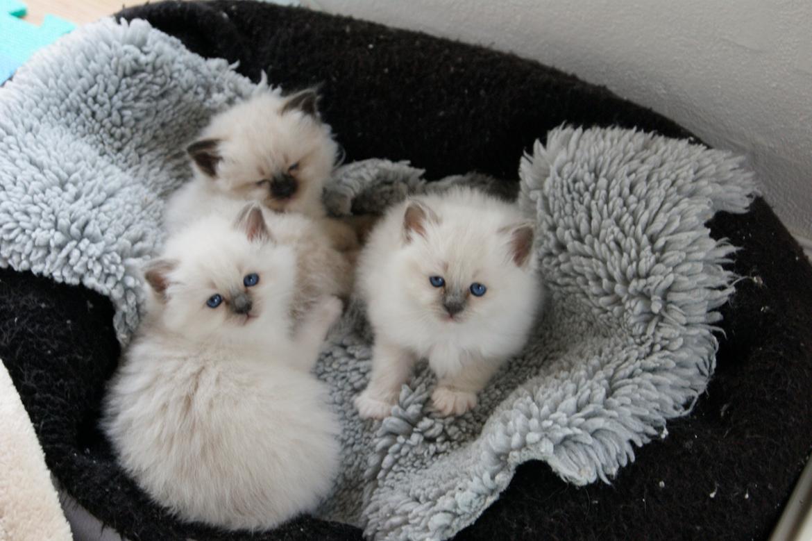 Hellig Birma Licarini´s Duchess billede 14