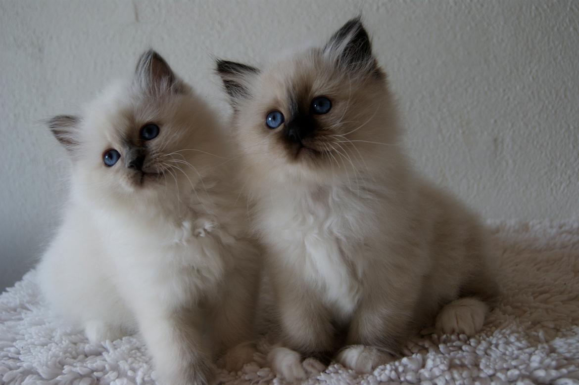 Hellig Birma Licarini´s Duchess billede 15